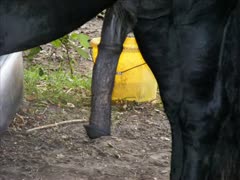 Big horse dick getting captured on cam